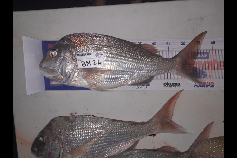 Martin Peters caught this 54.0cm Snapper at Northland during The Export NZ Fishing Competition