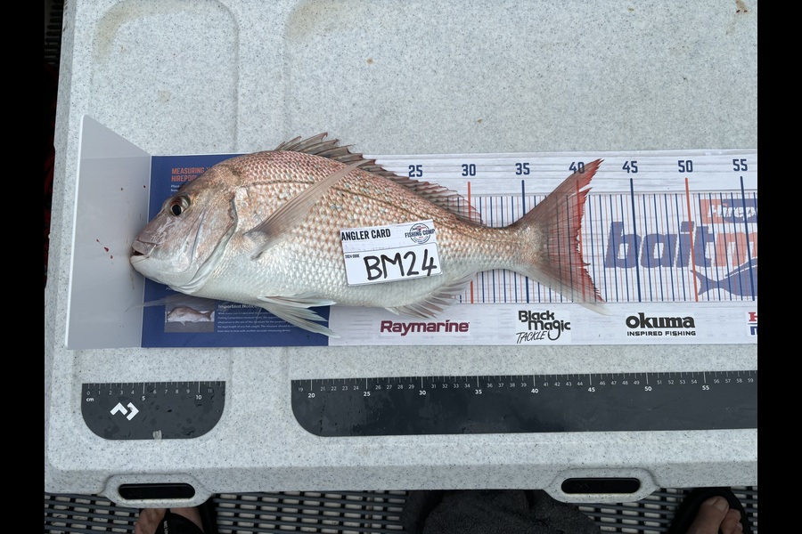Vince Karl caught this 39.5cm Snapper at Auckland during The Export NZ Fishing Competition