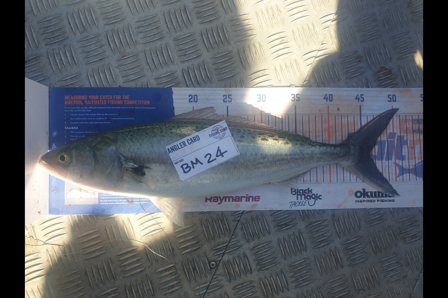 Kirsty Simmonds caught this 46.0cm Kahawai at Bay of Plenty during The Export NZ Fishing Competition