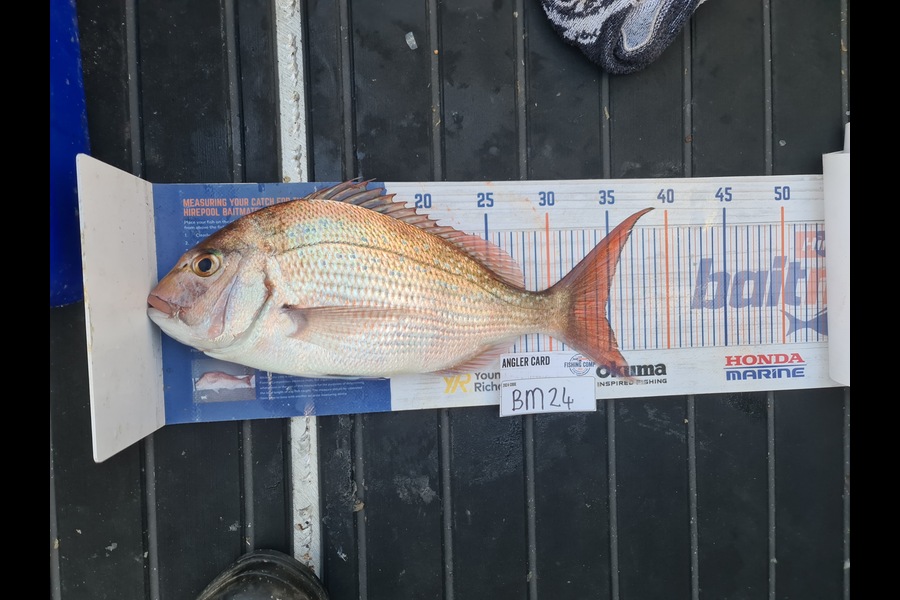 Scott Bassett caught this 34.5cm Snapper at Wellington during The Export NZ Fishing Competition