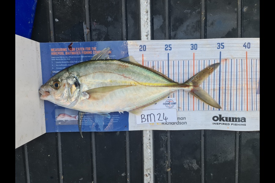 Scott Bassett caught this 31.0cm Trevally at Wellington during The Export NZ Fishing Competition