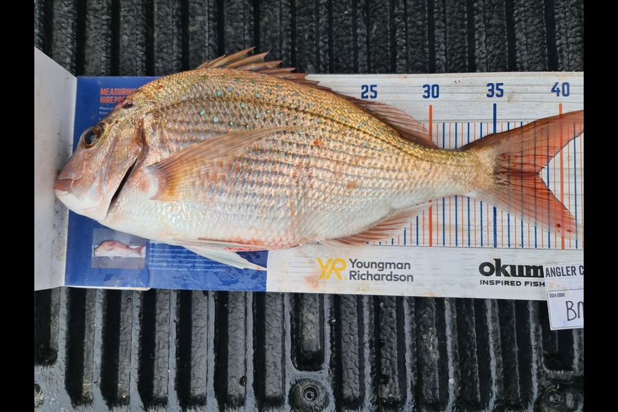 Scott Bassett caught this 38.0cm Snapper at Wellington during The Export NZ Fishing Competition