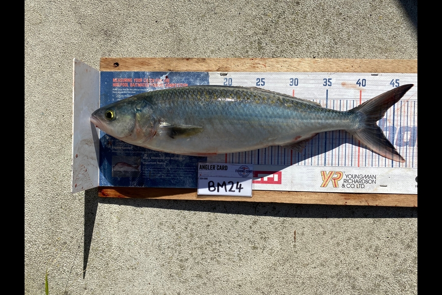 Mark Ray caught this 42.0cm Kahawai at Bay of Plenty during The Export NZ Fishing Competition