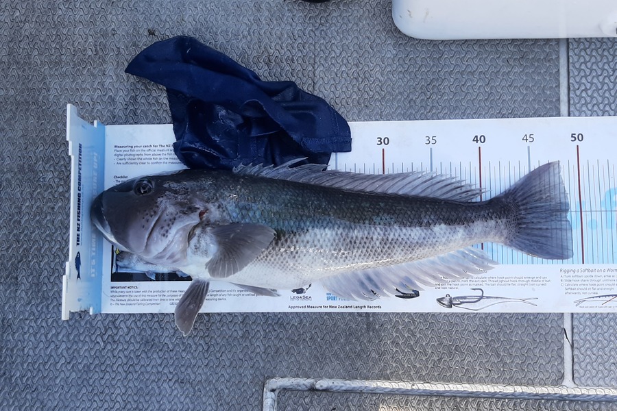 Mike Armfield caught this 48.5cm Blue Cod at Taranaki during The Export NZ Fishing Competition