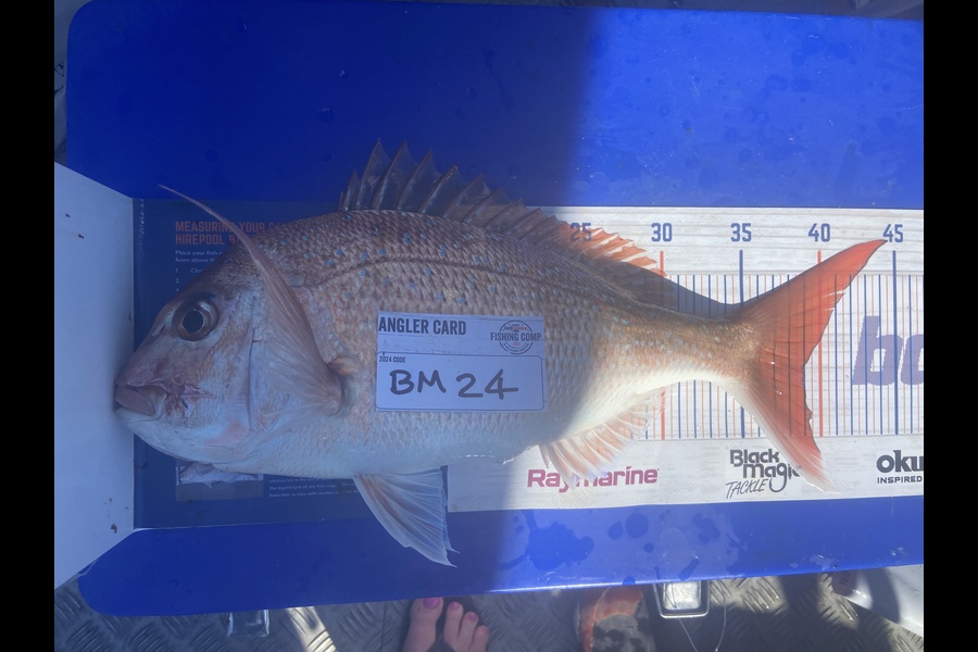 Daniel Dawson caught this 39.0cm Snapper at Bay of Plenty during The Export NZ Fishing Competition