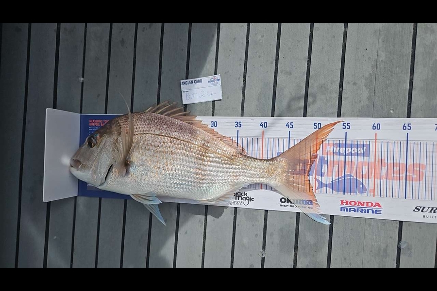 Malaky Williams caught this 48.0cm Snapper at Coromandel during The Export NZ Fishing Competition