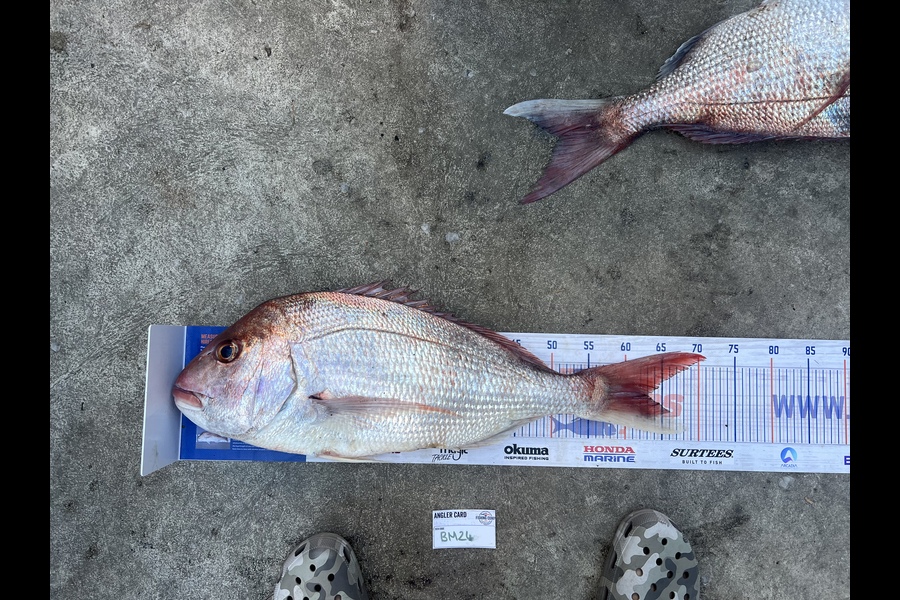 Luke Slobbe caught this 63.0cm Snapper at Wellington during The Export NZ Fishing Competition
