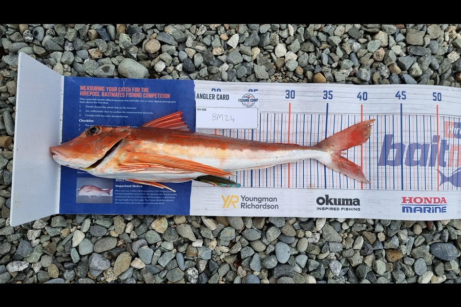 Joshua Gordon caught this 36.5cm Gurnard at West Coast during The Export NZ Fishing Competition
