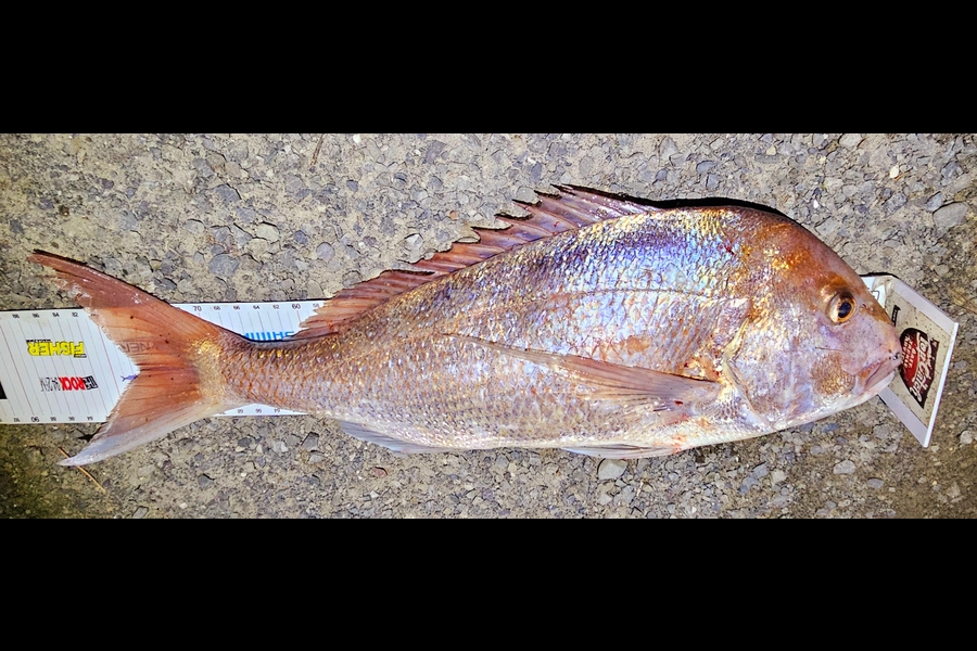 Kane Wrigglesworth  caught this 77cm Snapper at Wellington during The Export NZ Fishing Competition