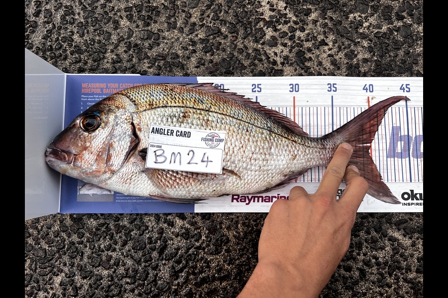 Cody Ronald caught this 39.5cm Snapper at Bay of Plenty during The Export NZ Fishing Competition