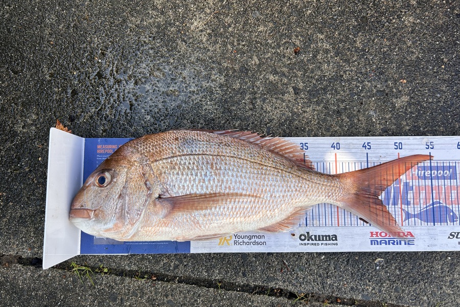 Caitlin Firmin caught this 46.0cm Snapper at Coromandel during The Export NZ Fishing Competition
