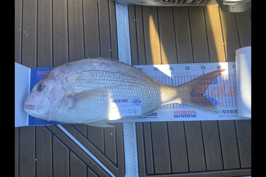 Sharon Cane caught this 54.0cm Snapper at Nelson/Marlborough during The Export NZ Fishing Competition
