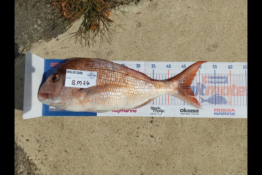 Paul Black caught this 47.0cm Snapper at Coromandel during The Export NZ Fishing Competition