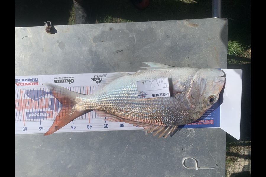 Aden Van den brand caught this 48.0cm Snapper at Taranaki during The Export NZ Fishing Competition