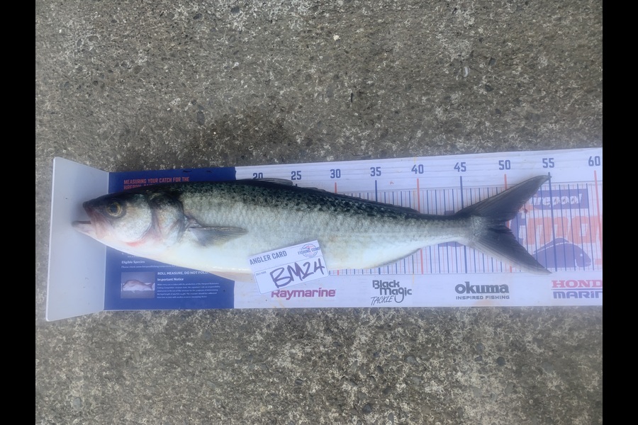 Josh Bolton caught this 49.5cm Kahawai at Wellington during The Export NZ Fishing Competition