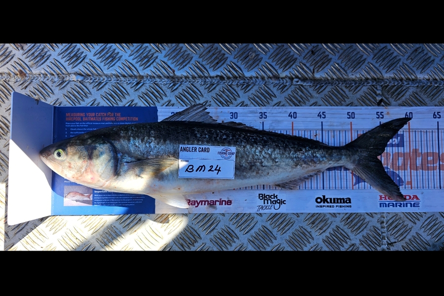 Tony Wong-Kam caught this 54.0cm Kahawai at Auckland during The Export NZ Fishing Competition