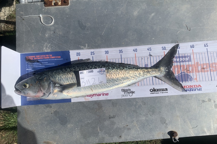 Holly Van Den Brand caught this 51.5cm Kahawai at Taranaki during The Export NZ Fishing Competition