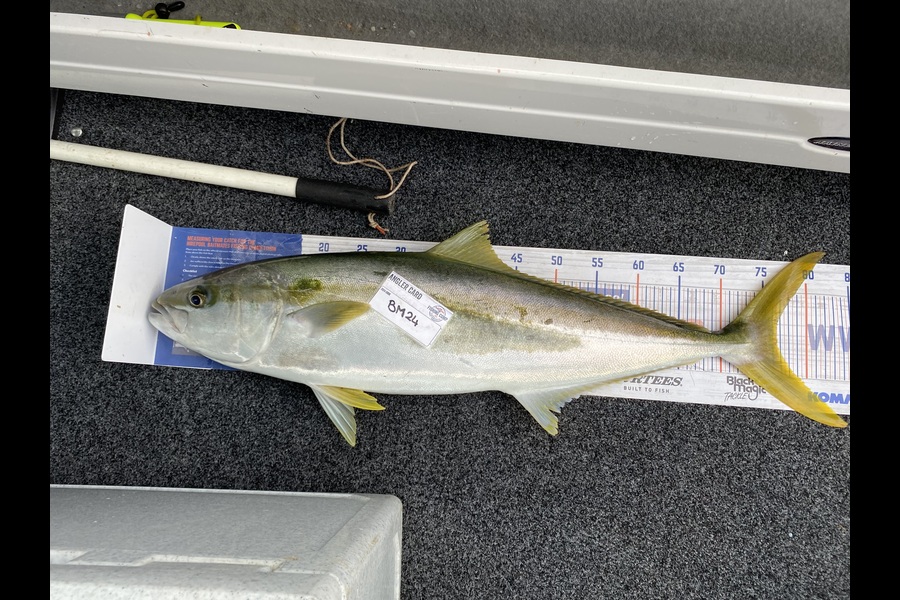 Melanie Bethell caught this 76.5cm Kingfish at Bay of Plenty during The Export NZ Fishing Competition
