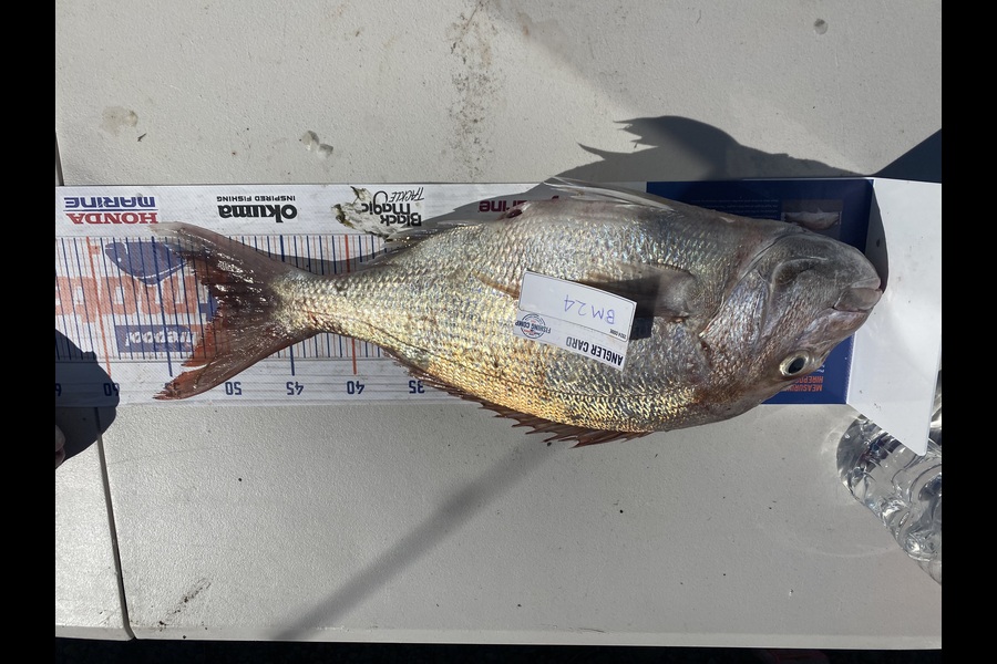 Andrew Russell caught this 50.0cm Snapper at Manawatu during The Export NZ Fishing Competition