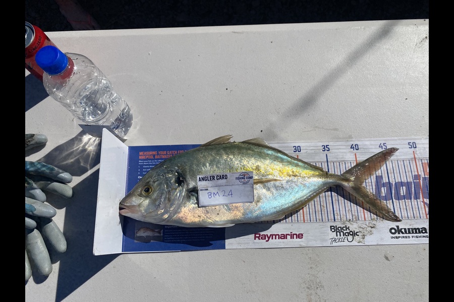 Andrew Russell caught this 40.5cm Trevally at Manawatu during The Export NZ Fishing Competition