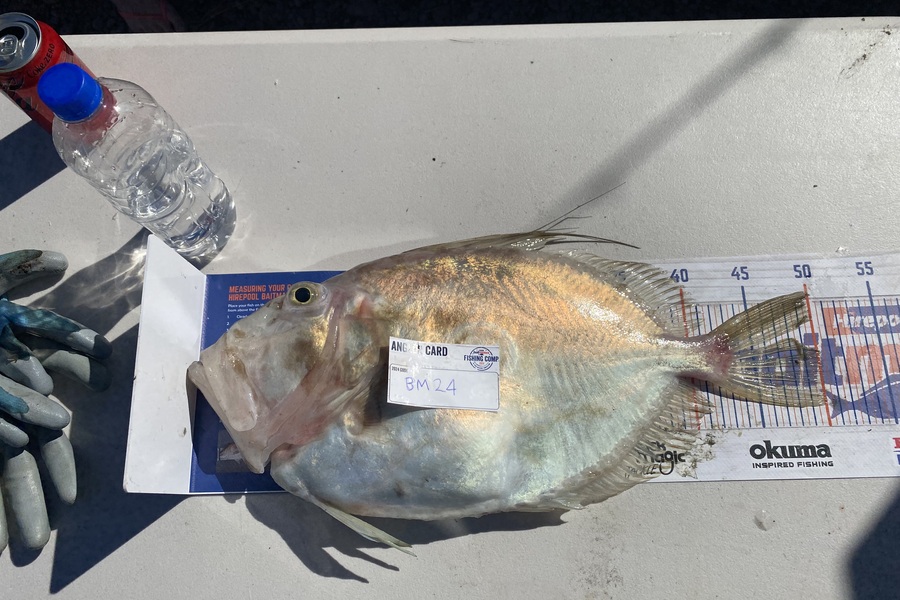 Andrew Russell caught this 50.0cm John Dory at Manawatu during The Export NZ Fishing Competition
