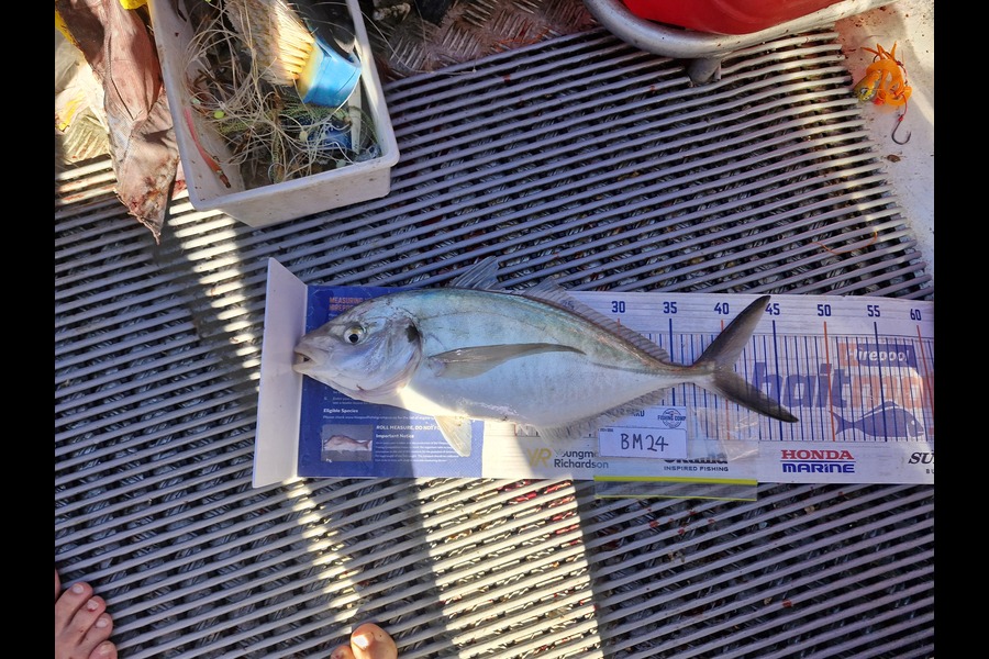 Tim Spiller caught this 40.5cm Trevally at Wellington during The Export NZ Fishing Competition