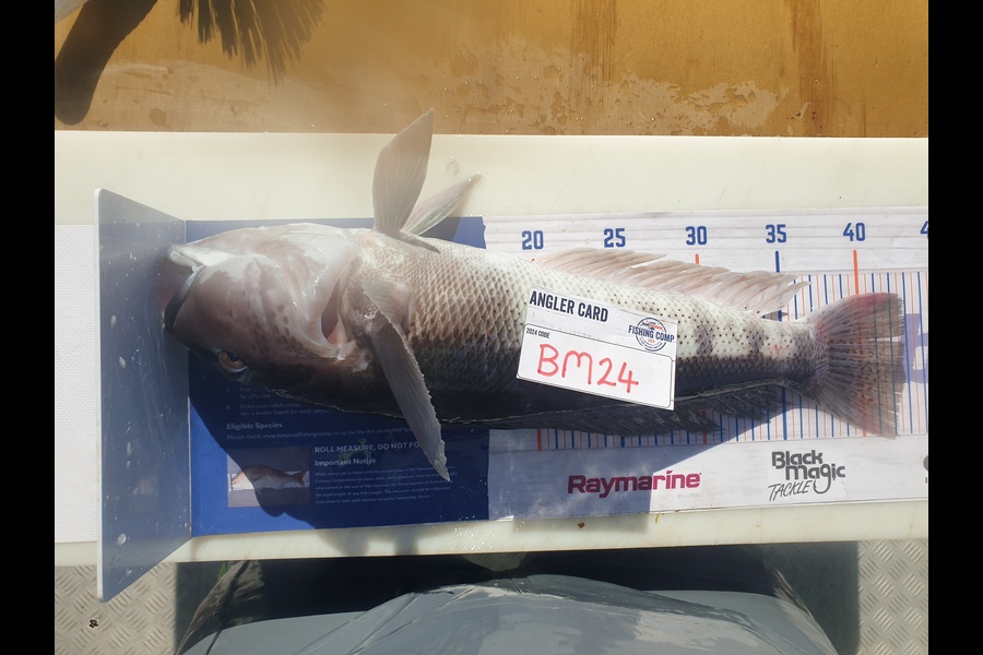 Rodney Niven caught this 42.5cm Blue Cod at Wellington during The Export NZ Fishing Competition