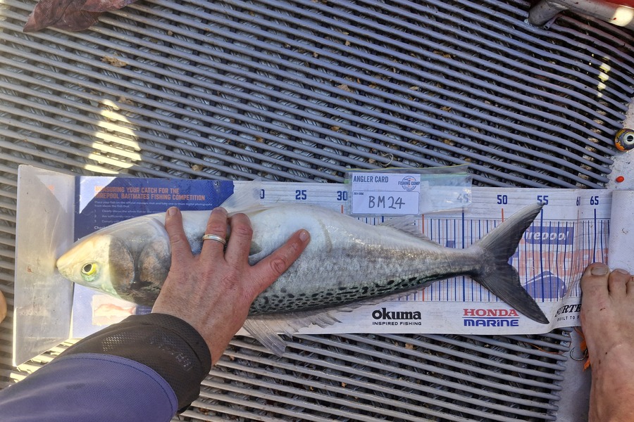 Tim Spiller caught this 50.5cm Kahawai at Wellington during The Export NZ Fishing Competition