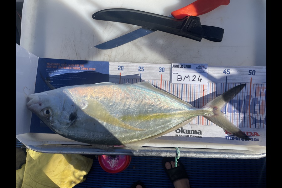 Charlie Aitken caught this 44.0cm Trevally at Nelson/Marlborough during The Export NZ Fishing Competition