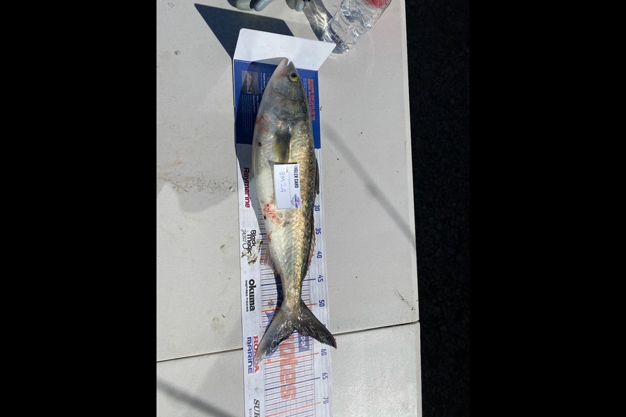 Zachary McCallum caught this 54.5cm Kahawai at Manawatu during The Export NZ Fishing Competition