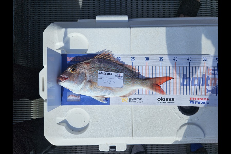 Paikera Desmond Morris caught this 34.5cm Snapper at Auckland during The Export NZ Fishing Competition