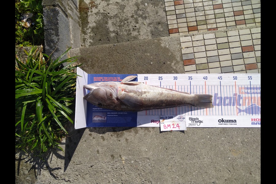 Steve  Brown  caught this 42.0cm Blue Cod at Wellington during The Export NZ Fishing Competition