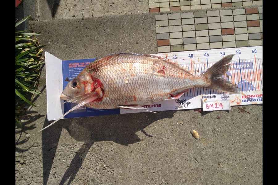 Steve  Brown  caught this 49.0cm Tarakihi at Wellington during The Export NZ Fishing Competition