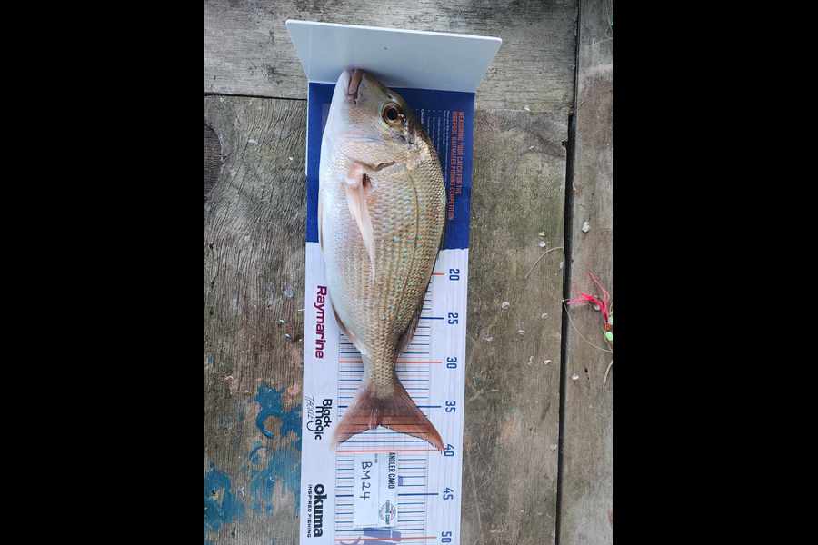 Trent Shields caught this 37.0cm Snapper at Northland during The Export NZ Fishing Competition