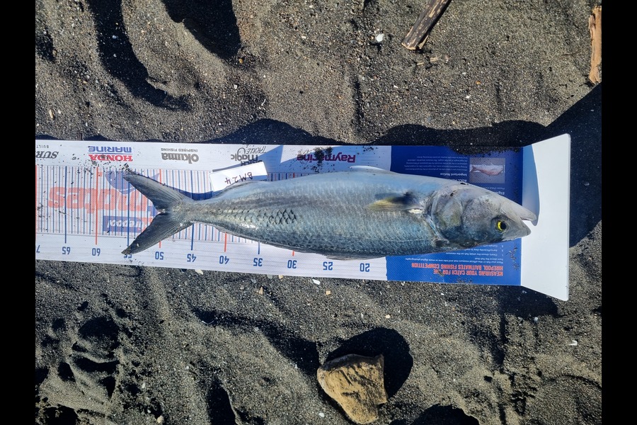 Daniel Parkes caught this 50.0cm Kahawai at Manawatu during The Export NZ Fishing Competition