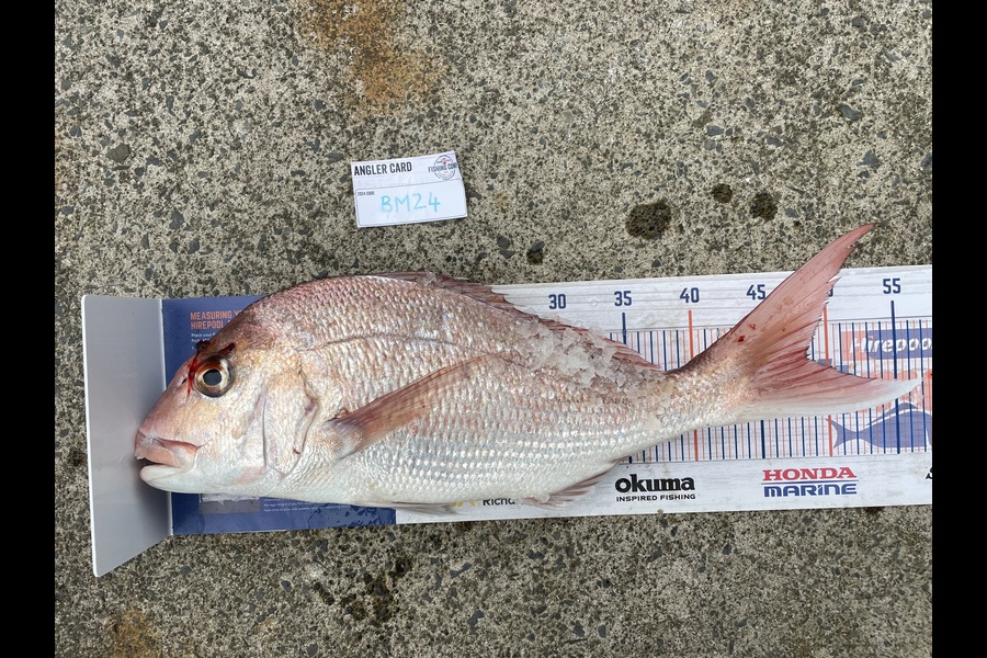 Brody de Beer caught this 48.5cm Snapper at Auckland during The Export NZ Fishing Competition