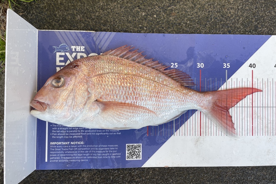 Courtney de Beer caught this 35.0cm Snapper at Auckland during The Export NZ Fishing Competition