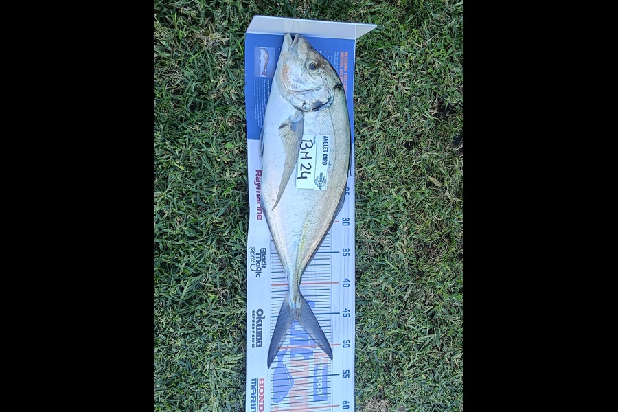 Daffy Suniel caught this 45.5cm Trevally at Taranaki during The Export NZ Fishing Competition