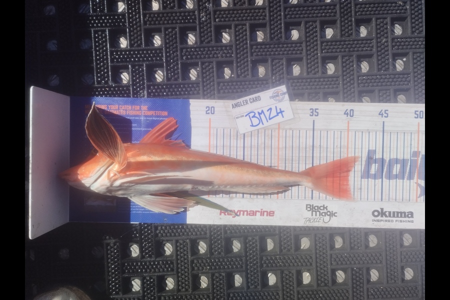 Duncan Pringle caught this 40.0cm Gurnard at Wellington during The Export NZ Fishing Competition