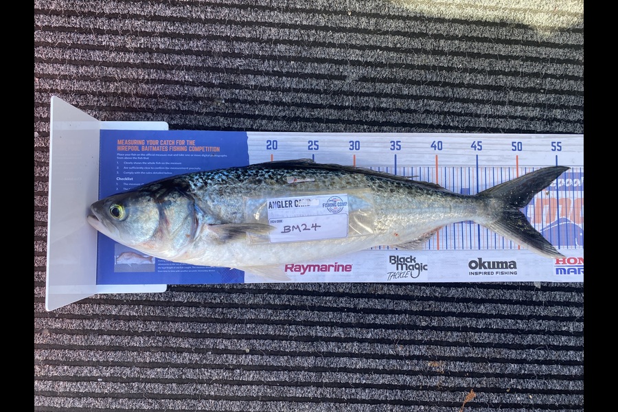 Rodney Owen caught this 50.0cm Kahawai at Wellington during The Export NZ Fishing Competition