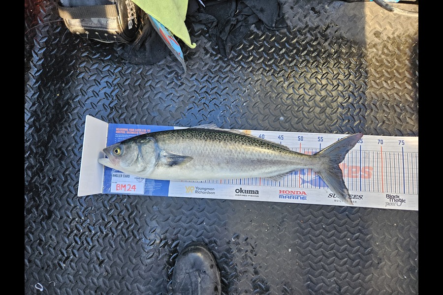 Dylan Harding caught this 59.5cm Kahawai at Wellington during The Export NZ Fishing Competition
