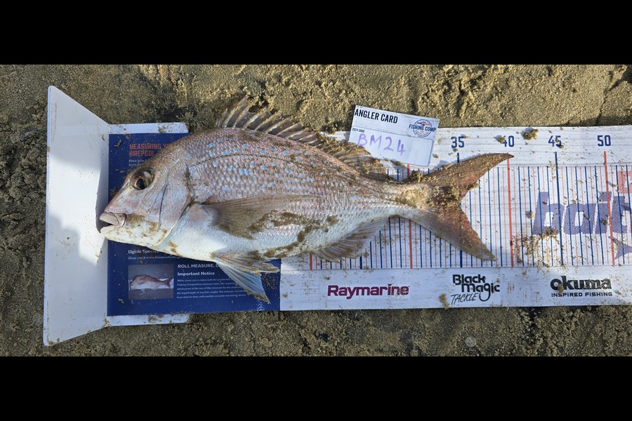 Peter Dunn caught this 35.0cm Snapper at Northland during The Export NZ Fishing Competition