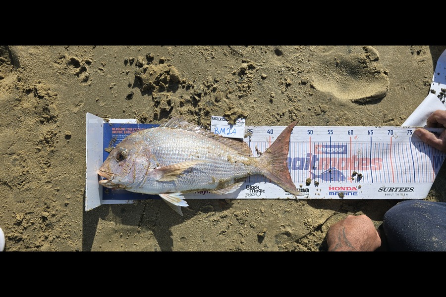Rochelle Dunn caught this 44.0cm Snapper at Northland during The Export NZ Fishing Competition