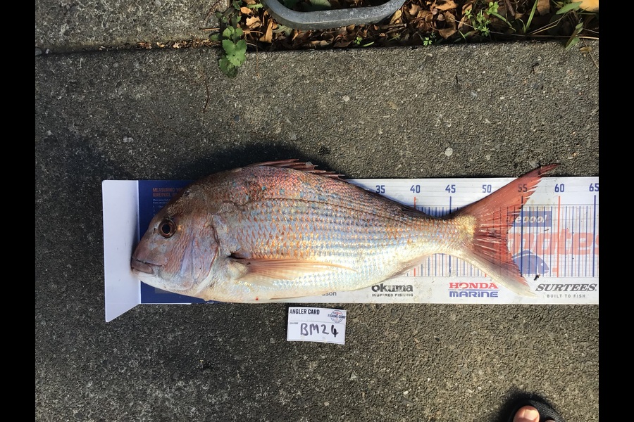 Mason Gestro caught this 53.0cm Snapper at Wellington during The Export NZ Fishing Competition