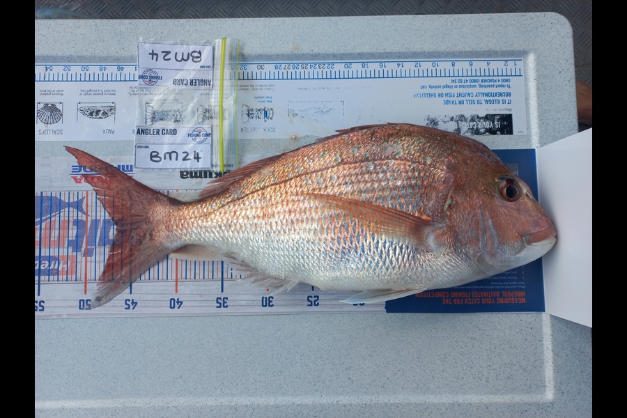 Louis Viljoen caught this 46.5cm Snapper at Wellington during The Export NZ Fishing Competition