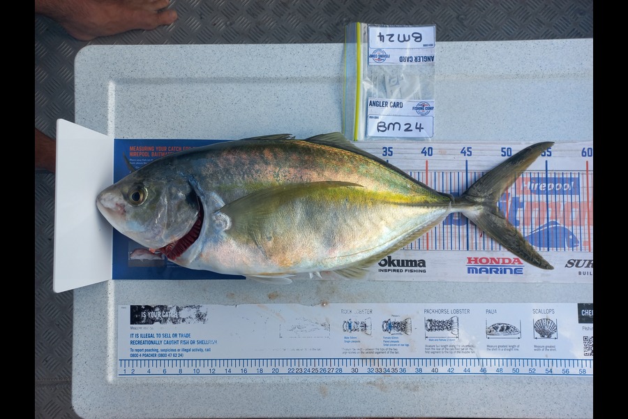 Louis Viljoen caught this 46.5cm Trevally at Wellington during The Export NZ Fishing Competition