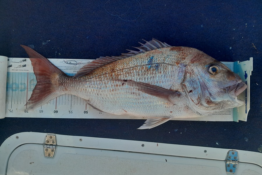 Matt Hill caught this 66.5cm Snapper at Wellington during The Export NZ Fishing Competition