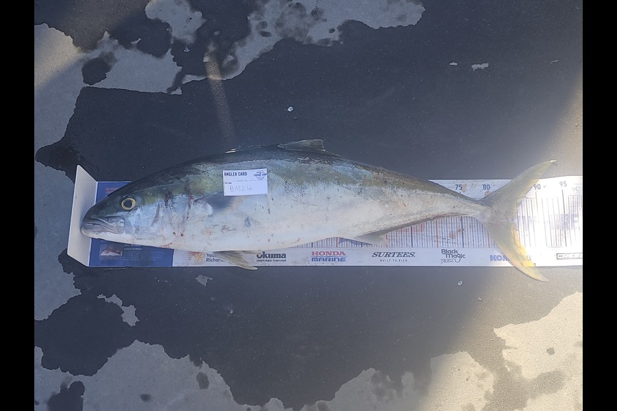James Hutchen caught this 85.5cm Kingfish at Wairarapa
 during The Export NZ Fishing Competition