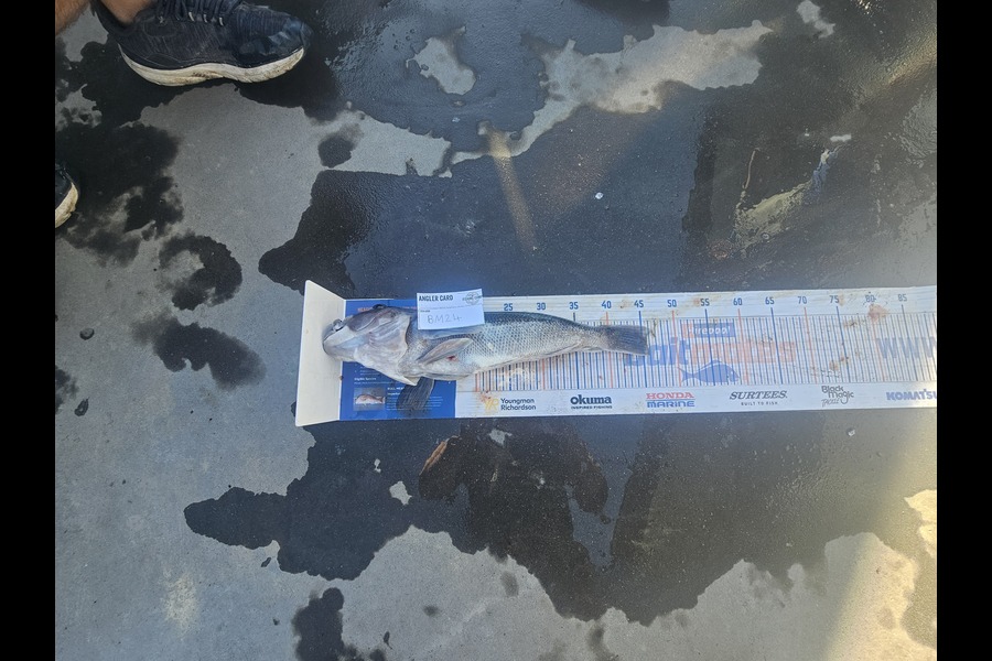 James Hutchen caught this 45.5cm Blue Cod at Wairarapa
 during The Export NZ Fishing Competition