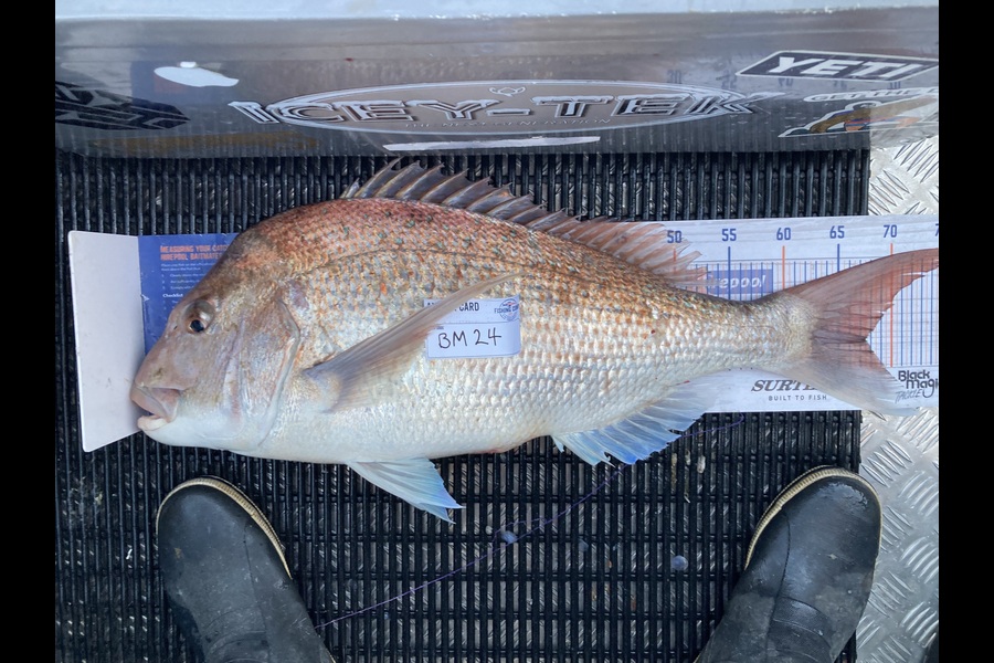 Ruby Scholes caught this 67.5cm Snapper at Nelson/Marlborough during The Export NZ Fishing Competition